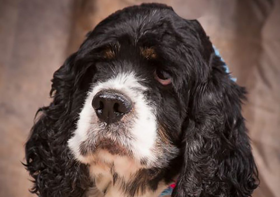 Beau Jangles - Columbus Cocker Rescue