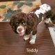 Teddy - Columbus Cocker Rescue