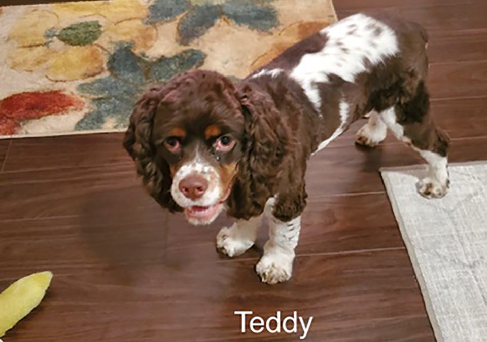 Teddy - Columbus Cocker Rescue