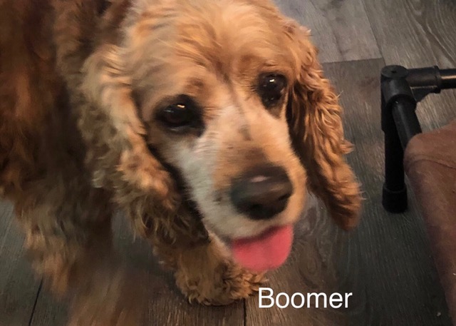 Boomer - Columbus Cocker Rescue