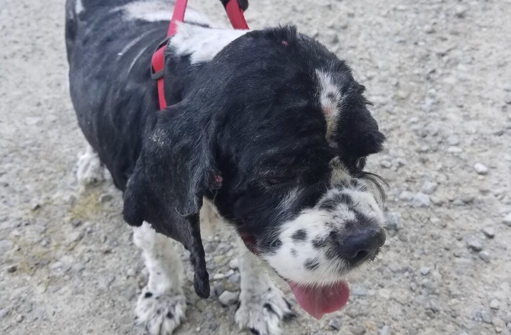 Granite - Columbus Cocker Rescue