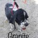 Granite - Columbus Cocker Rescue