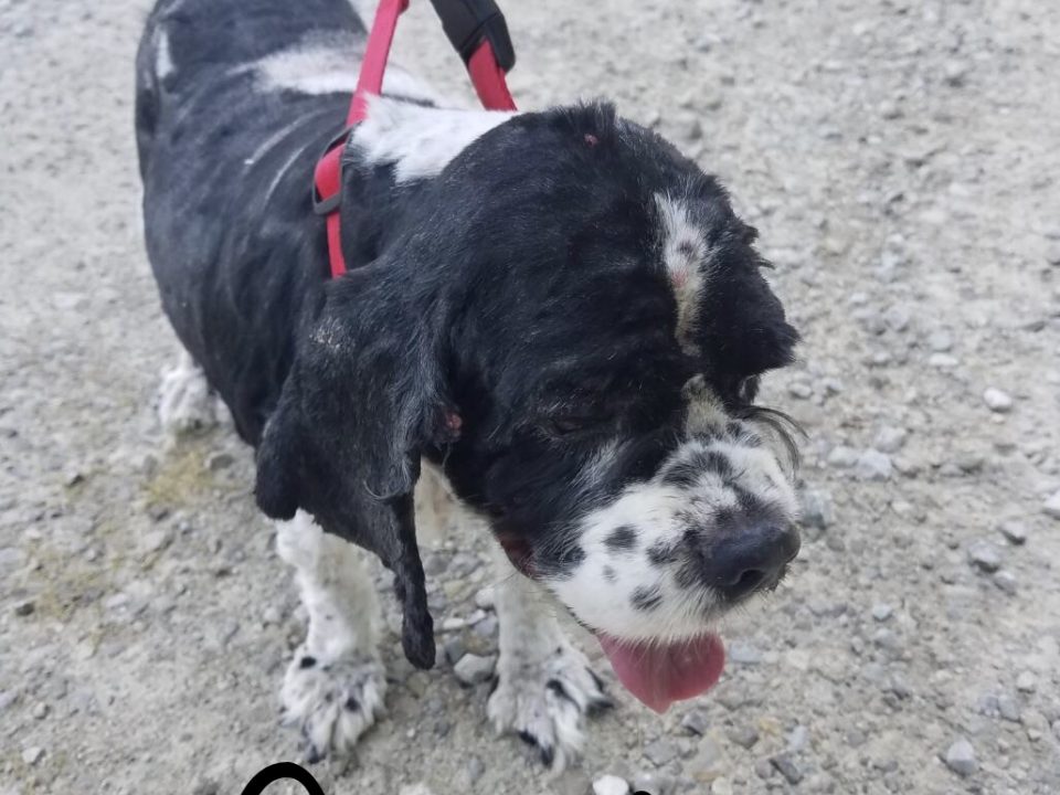 Granite - Columbus Cocker Rescue