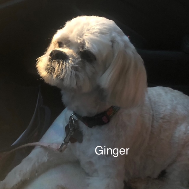 Ginger - Columbus Cocker Rescue