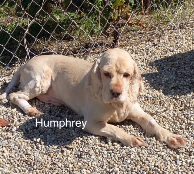 Humphrey updated - Columbus Cocker Rescue