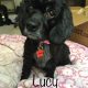 Lucy foster - Columbus Cocker Rescue