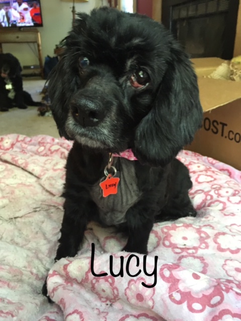 Lucy foster - Columbus Cocker Rescue