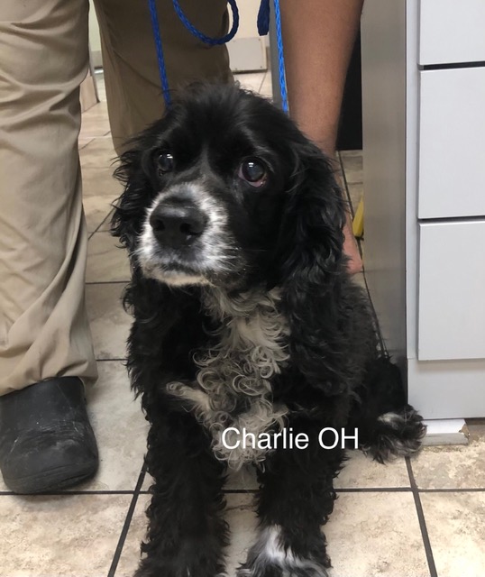Charlie OH - Columbus Cocker Rescue