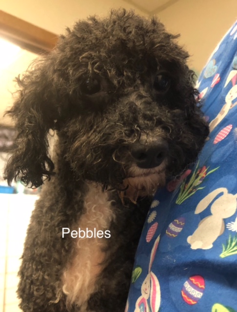 Pebbles - Columbus Cocker Rescue