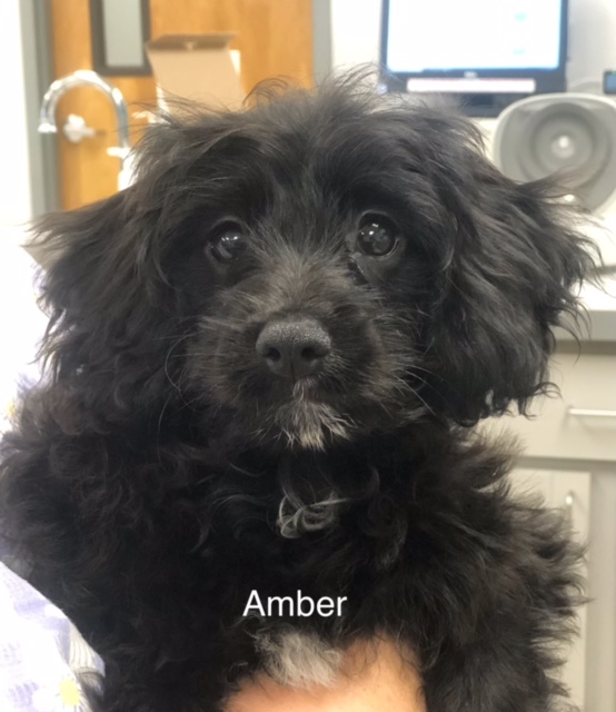 Amber - Columbus Cocker Rescue