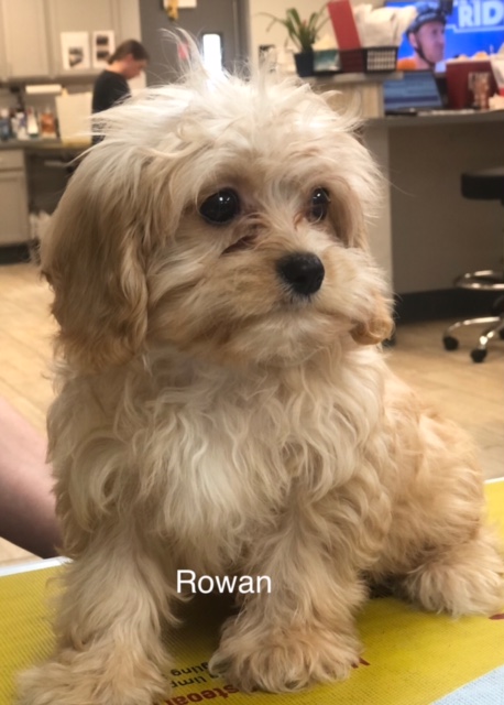 Rowan - Columbus Cocker Rescue