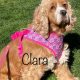 Clara2 - Columbus Cocker Rescue