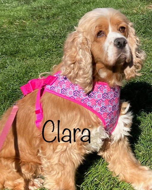 Clara2 - Columbus Cocker Rescue