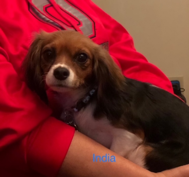 India - Columbus Cocker Rescue
