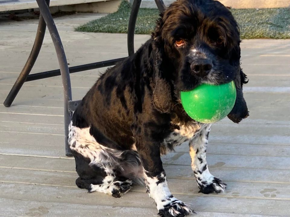LJ - Columbus Cocker Rescue