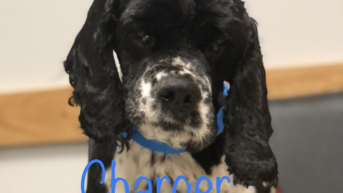 Charger - Columbus Cocker Rescue