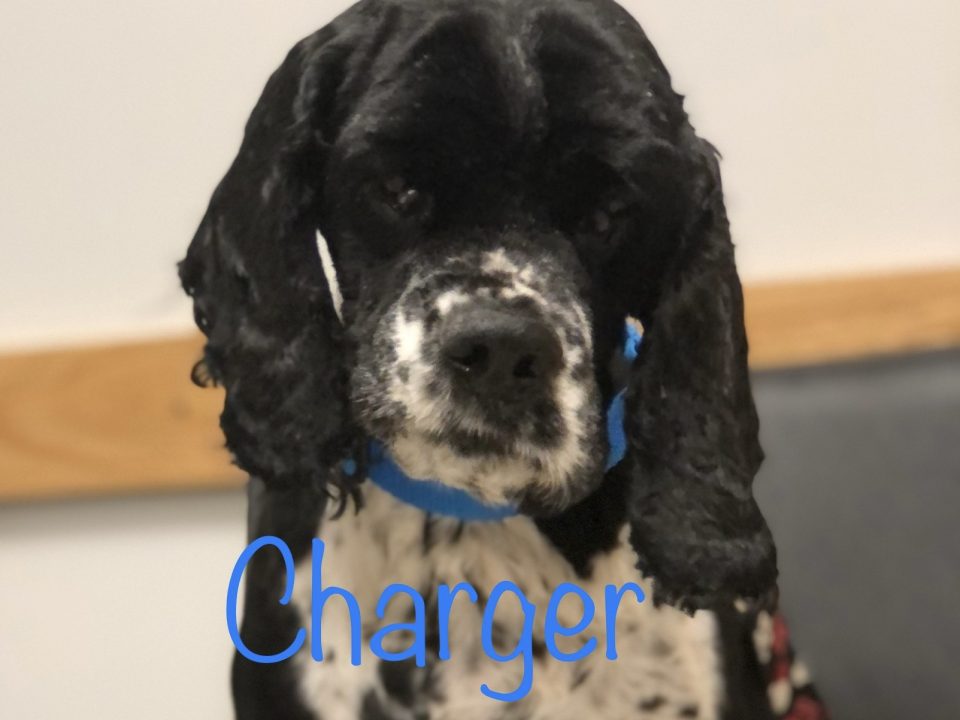 Charger - Columbus Cocker Rescue
