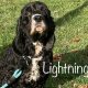 Lightning - Columbus Cocker Rescue