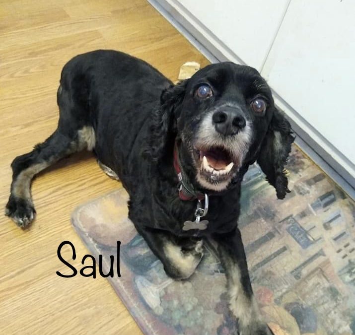 Saul - Columbus Cocker Rescue