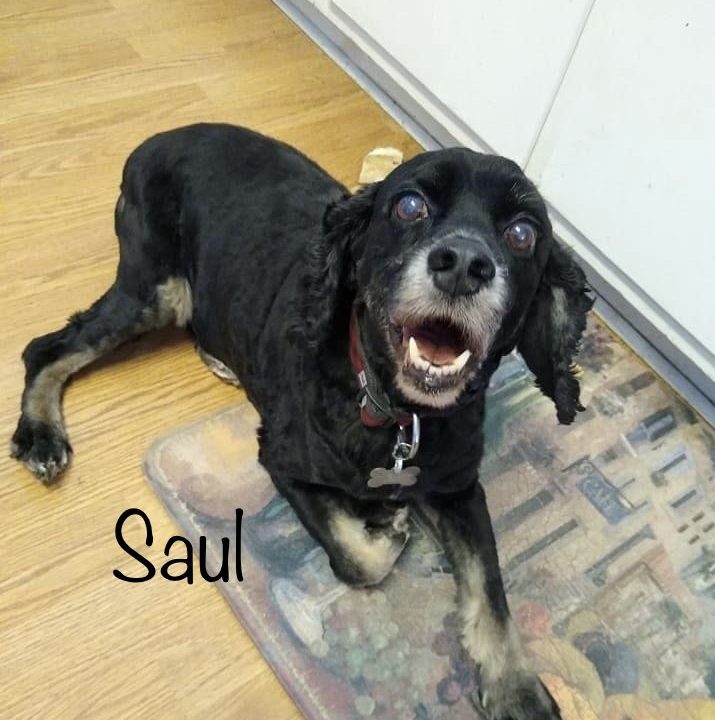 Saul - Columbus Cocker Rescue