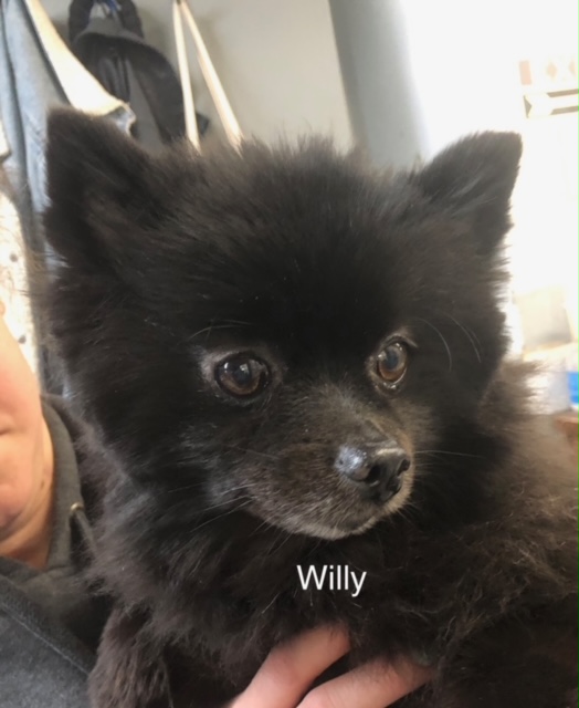 Willy - Columbus Cocker Rescue