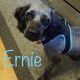 Ernie - Columbus Cocker Rescue