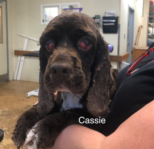 Cassie - Columbus Cocker Rescue