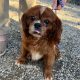 Chester - Columbus Cocker Rescue