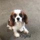 Crystal - Columbus Cocker Rescue