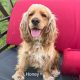 Honey - Columbus Cocker Rescue