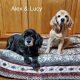 Alex & Lucy - Columbus Cocker Rescue