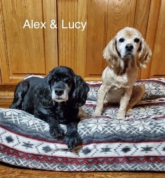Alex & Lucy - Columbus Cocker Rescue