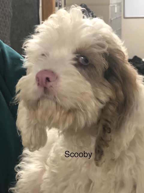 Scooby - Columbus Cocker Rescue