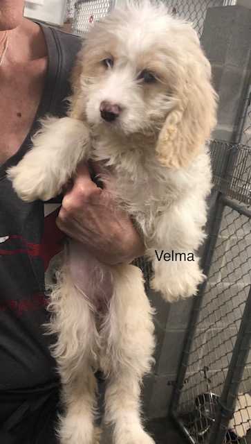Velma - Columbus Cocker Rescue