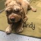 Andy - Columbus Cocker Rescue