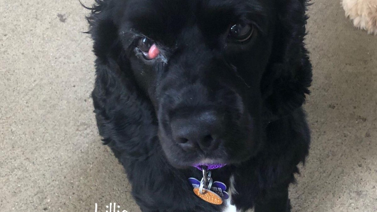 Lillie - Columbus Cocker Rescue