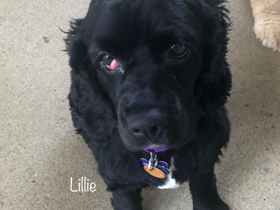 Lillie - Columbus Cocker Rescue