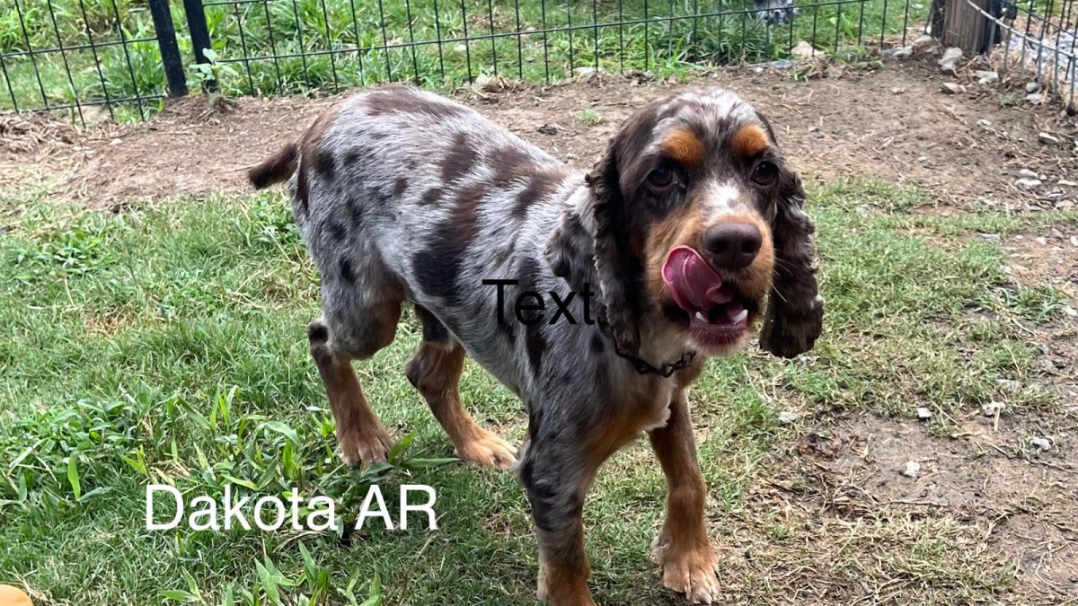 Dakota Columbus Cocker Rescue