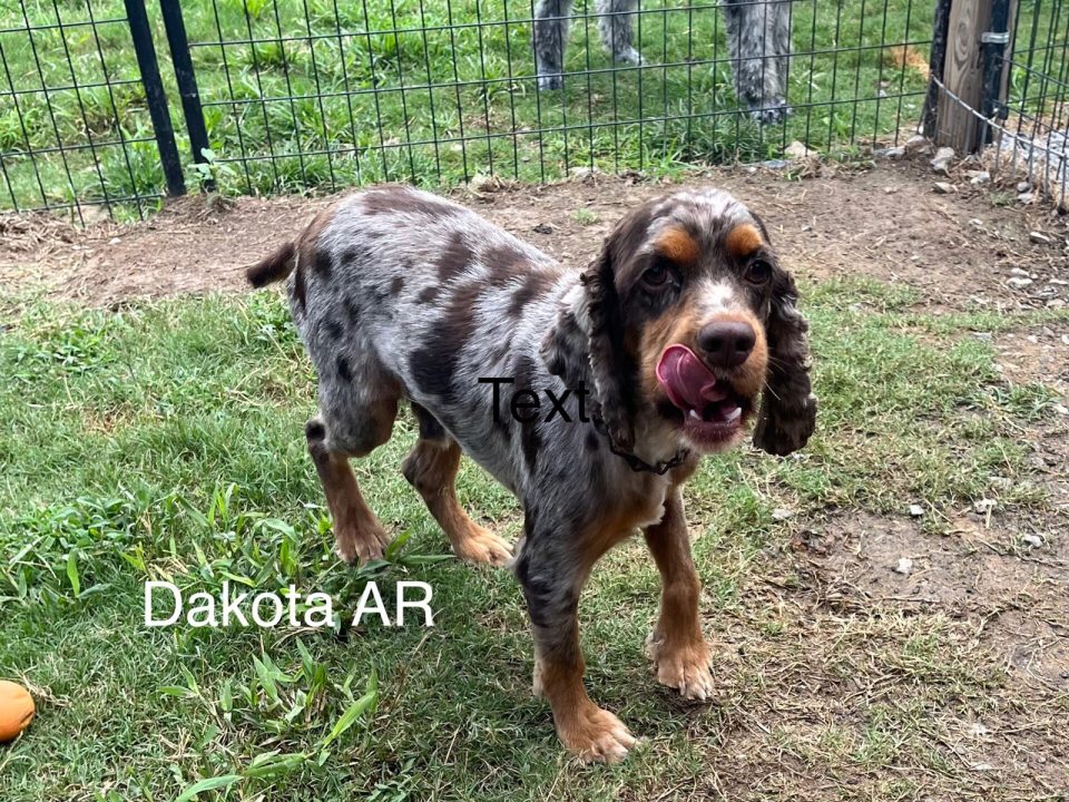 Dakota Columbus Cocker Rescue