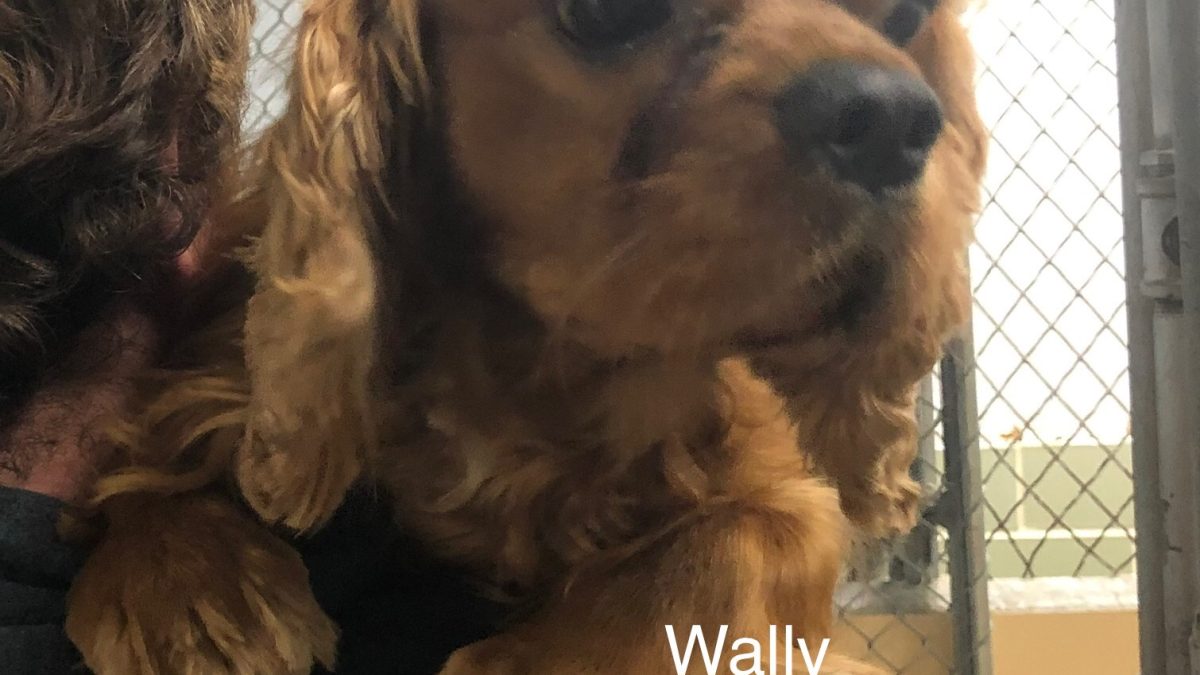 Wally Columbus Ccker Rescue