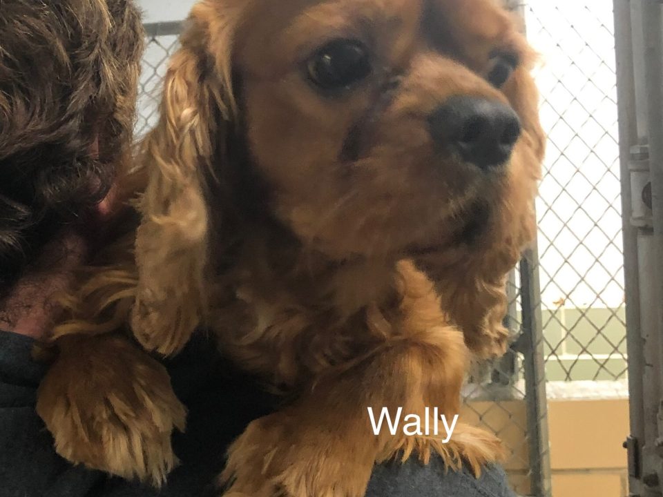 Wally Columbus Ccker Rescue