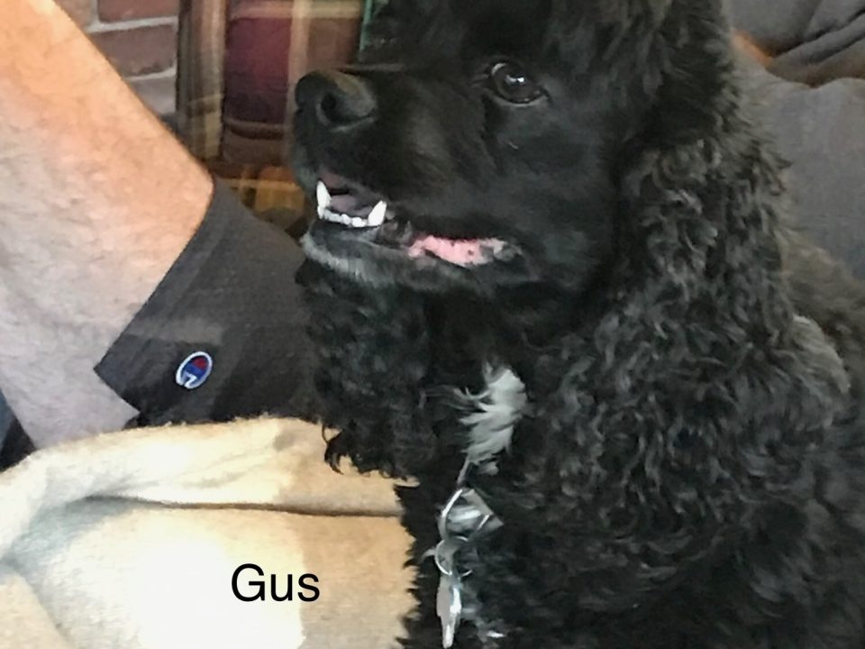 Gus Columbus Cocker Rescue