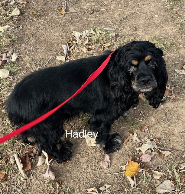 Hadley - Columbus Cocker Rescue