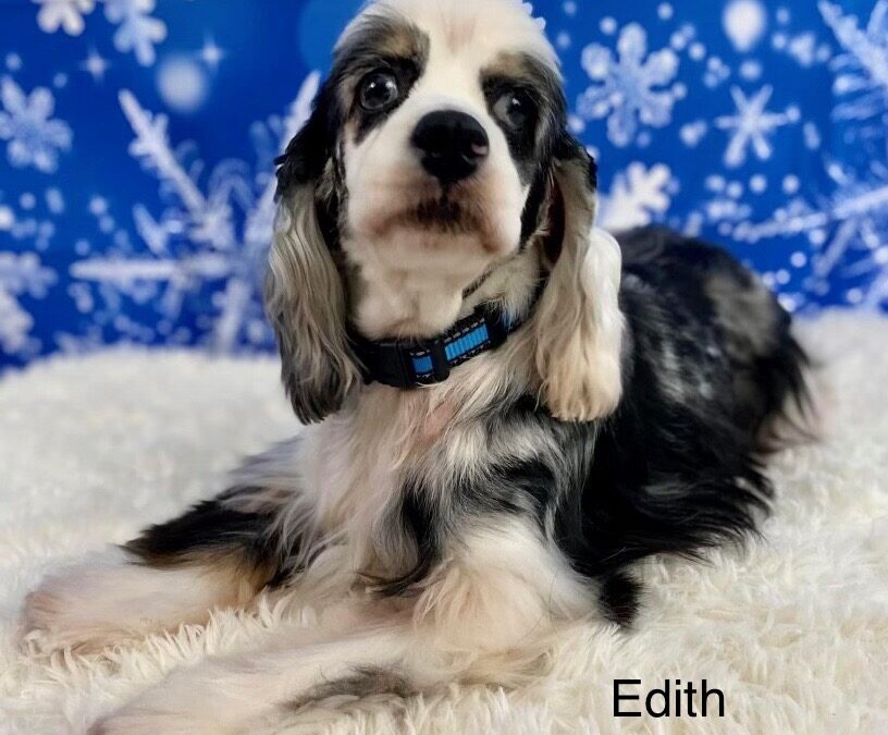 Edith Columbus Cocker Rescue