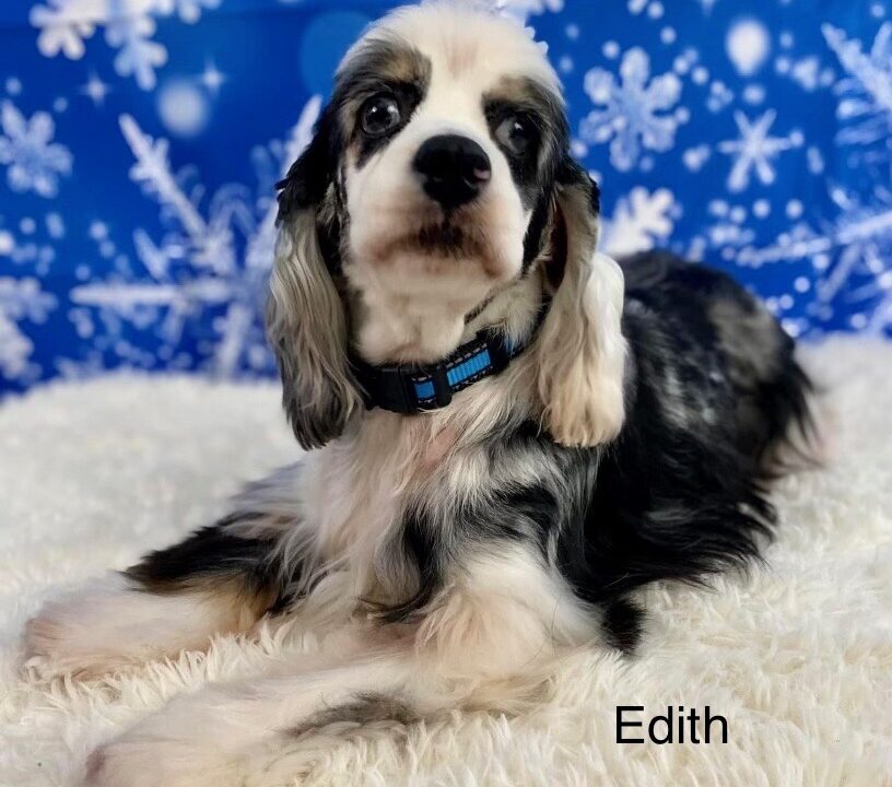 Edith Columbus Cocker Rescue