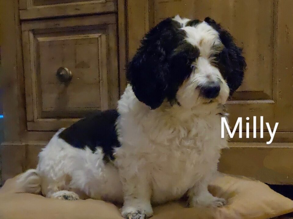 Milly Columbus Cocker Rescue