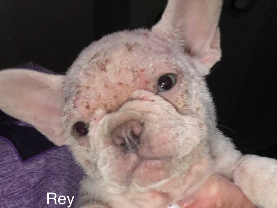 Rey Columbus Cocker Rescue