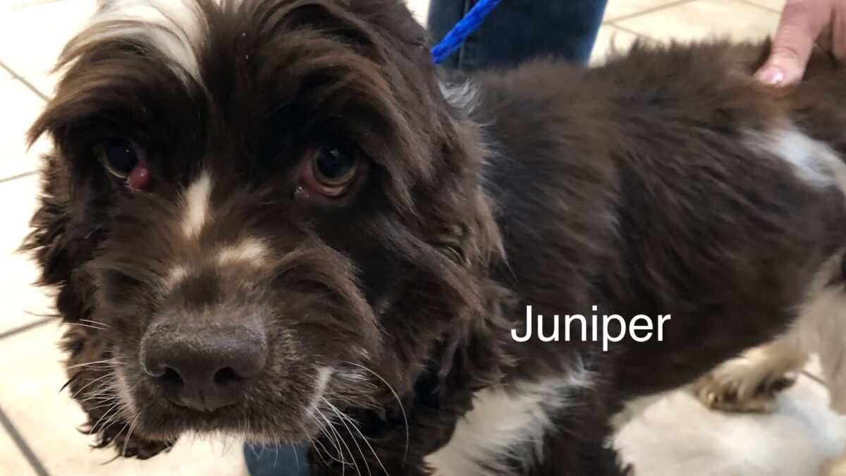 Juniper Columbus Cocker Rescue