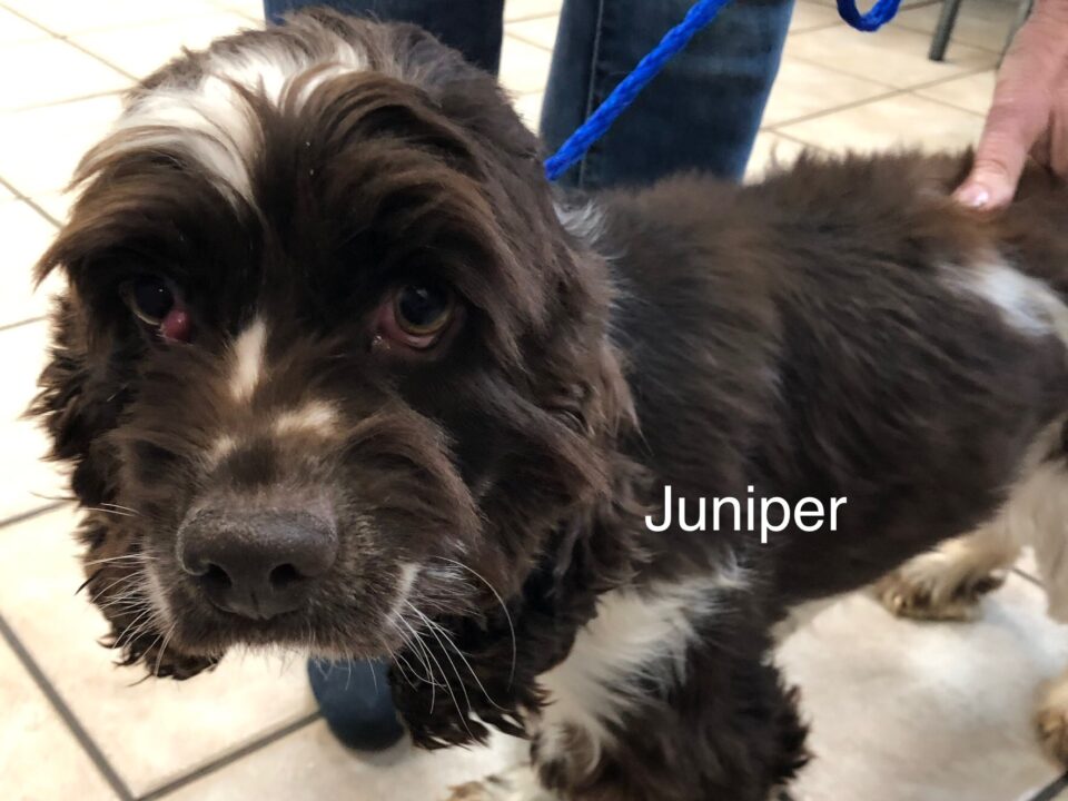 Juniper Columbus Cocker Rescue