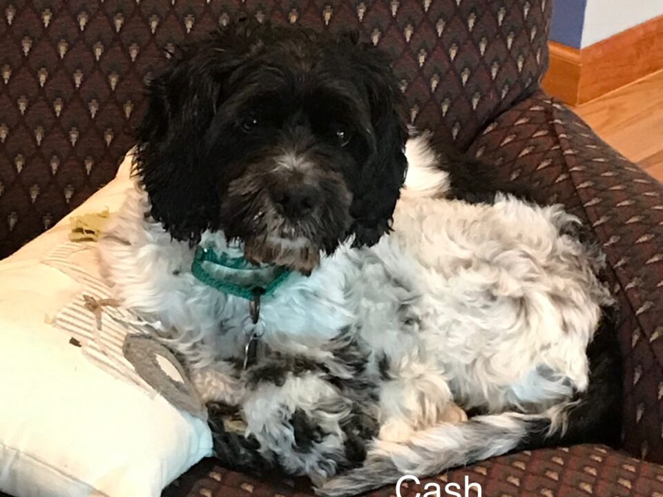 Cash Co;umbus Cocker Rescue